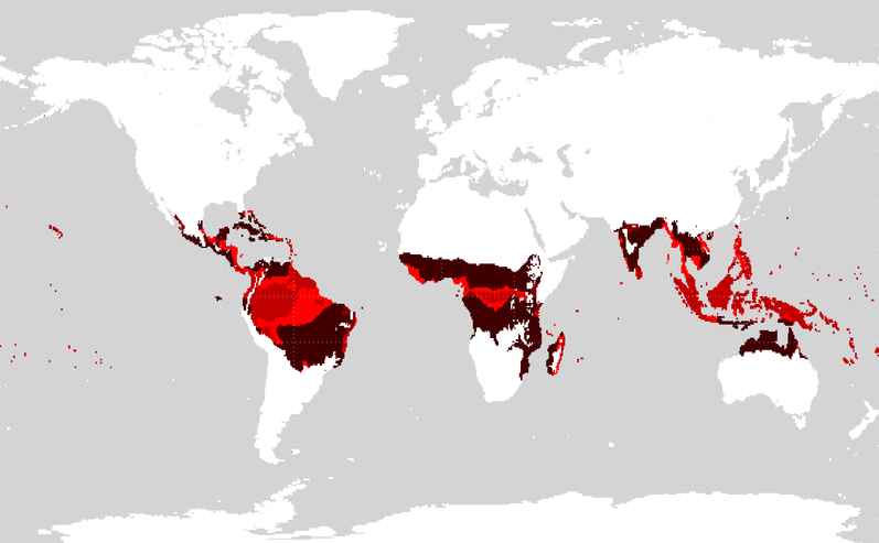 caffé fascia tropicale