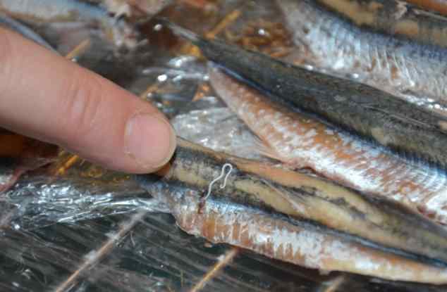 haccp sicurezza anisakis