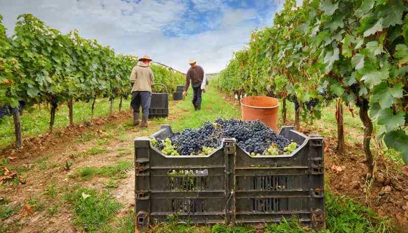 produzione vino  vendemmia