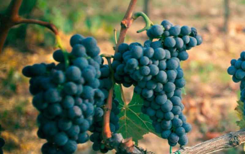 terroir sangiovese