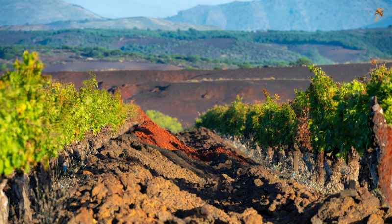 terroir terreno calcareo
