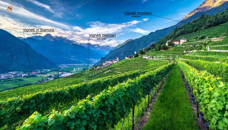 terroir posizione vigneti