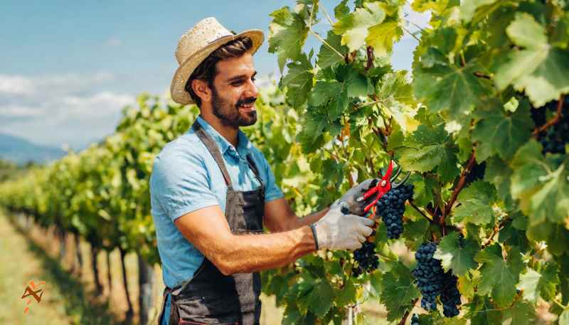 enoprofessionisti viticoltore