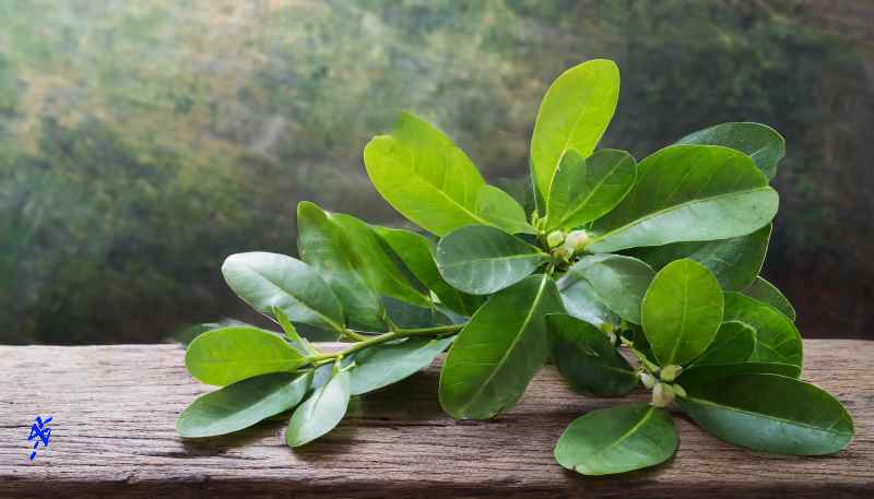 soft drinks coca leaves