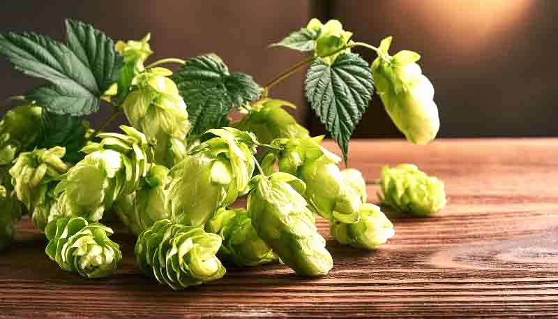 birra luppolo femmina