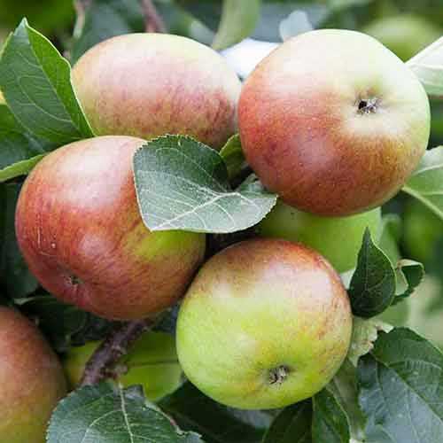 mele da sidro dabinett