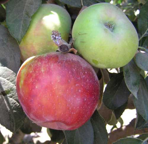 mele da sidrogravestein