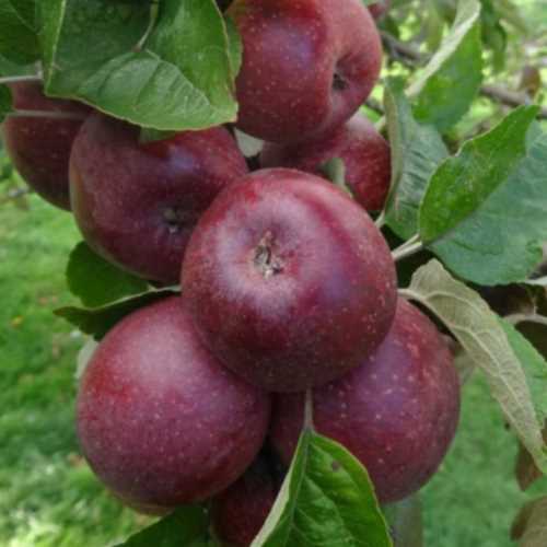 mele da sidrokingston black