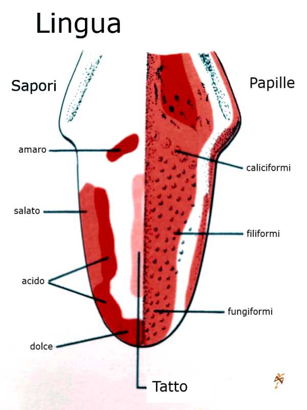 organolettica lingua