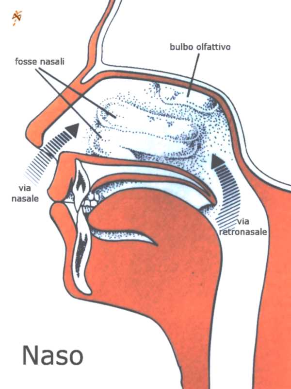 organolettica naso