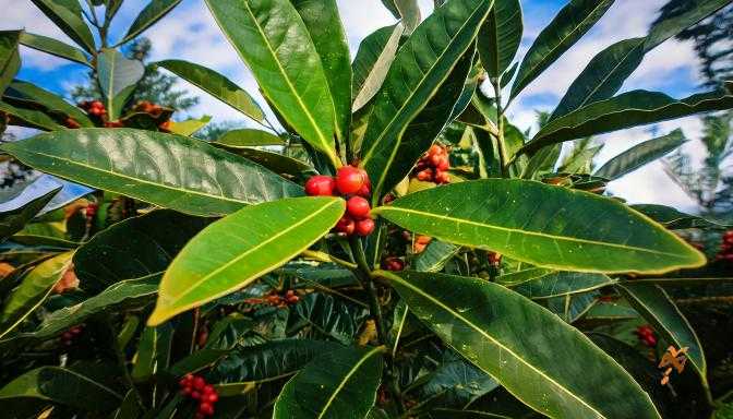 mate Ilex paraguariensis
