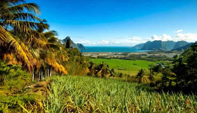 distillati parti piante