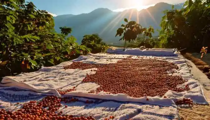 caffè non lavato