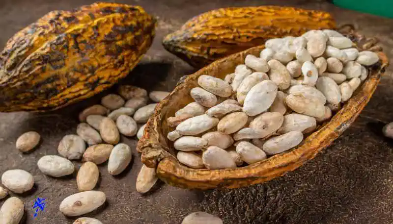 cocoa criollo