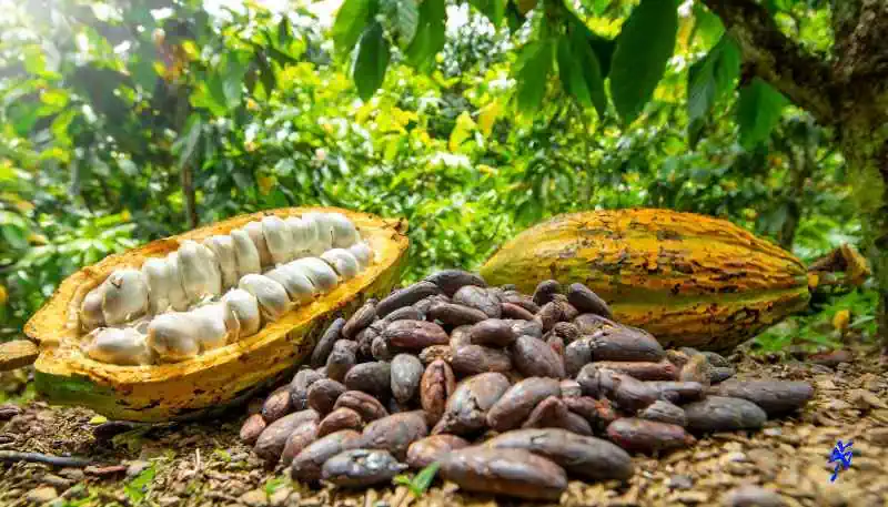 cocoa fave