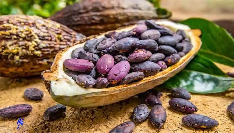 cocoa forastero