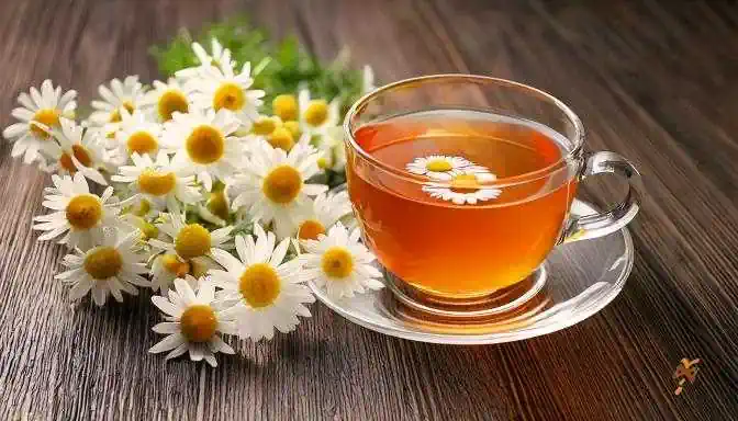 tisane camomilla