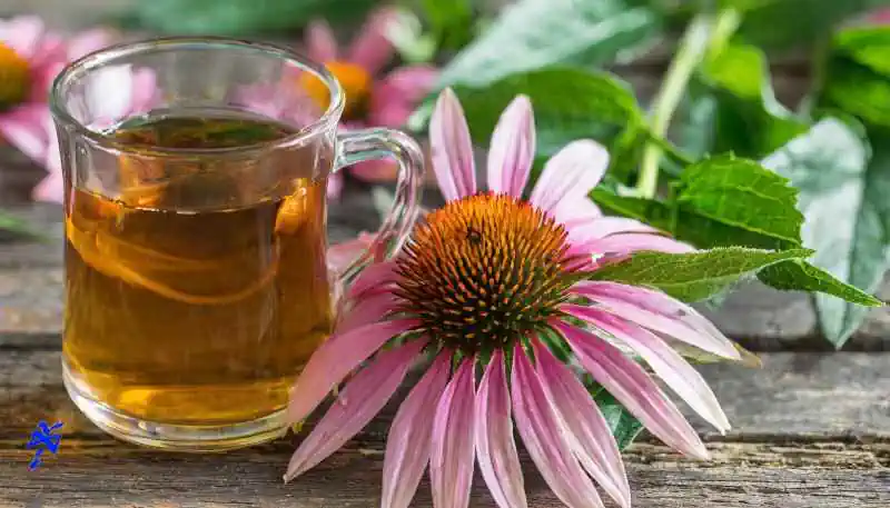 tisane echinacea