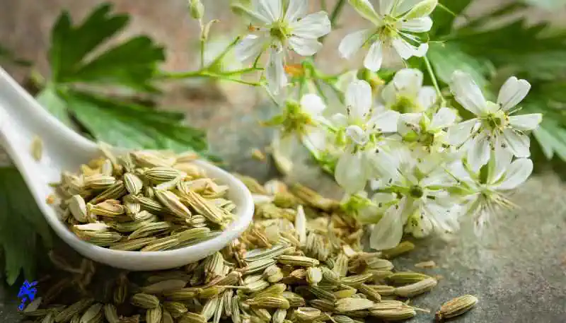 tisane seme di finocchio